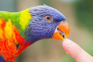 Australian Rainbow Lorikeet, Trichoglossus moluccanus