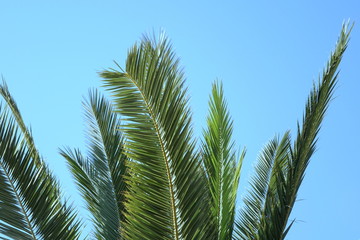 Palmwedel