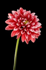 Foto op Plexiglas Dahlia dahlia bloem