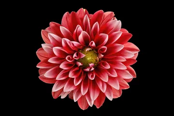 Foto op Plexiglas Dahlia dahlia bloem