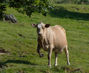Cow Stamping Her Foot