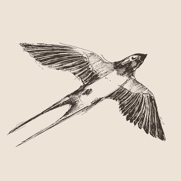 swallow bird hand drawn vintage engraved illustration, sketch