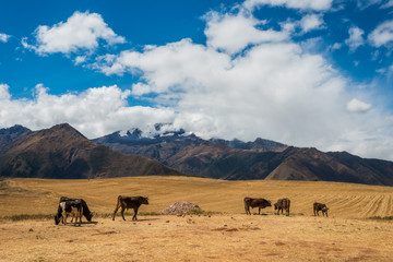 cows peruvian Andes  Cuzco Peru