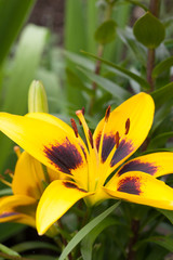 Obraz premium Yellow lilium maculatum