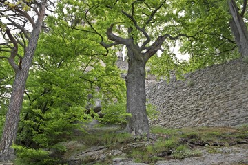 Medieval castle Chojnik in Poland