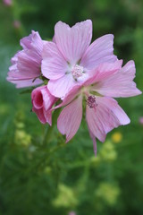 Obraz premium Mauve