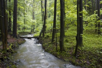spring forest creek