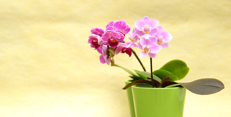 Mini Orchideen