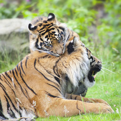 two tigers together