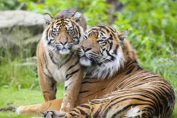 Crédence de cuisine en verre imprimé Tigre Deux tigres ensemble