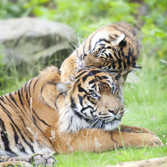 Two tigers together