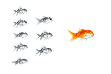Silver goldfish following the leader. Business concept. - 66610807