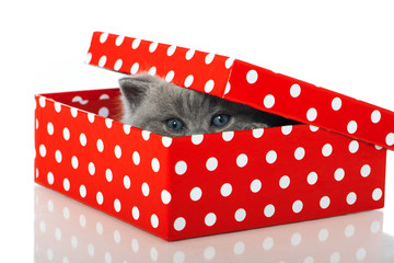 Kätzchen in Geschenkbox