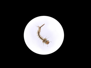 mosquito's larva