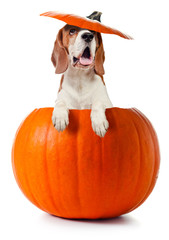 beagle in pumpkin