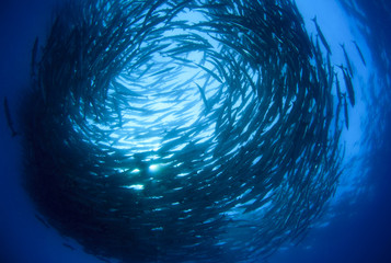 School Chevron Barracuda Fish