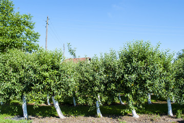 Obraz premium Trees and Sky