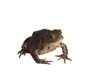 sitting brown toad
