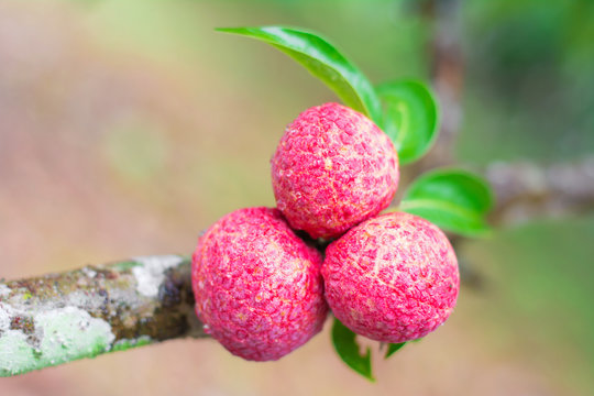 Fresh lychees on tree in the natural.