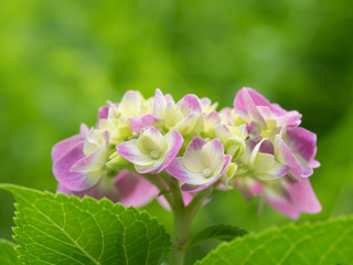 Obraz premium 愛らしい色の紫陽花