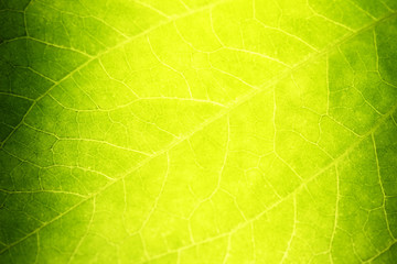 Greed Leaf Texture Closeup