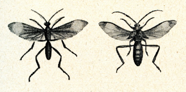 Wasp Mygnimia aviculus and beetle Coloborhombus fasciatipennis,