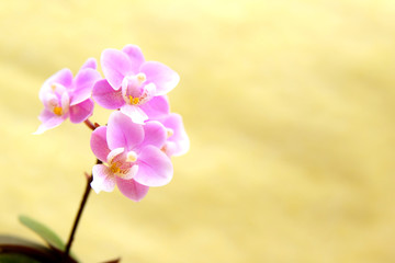 Eine mini Orchidee