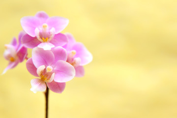 Fototapeta na wymiar Orchideenblüten 3