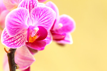 Pink Orchidee