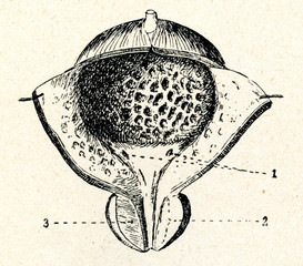 Male urinary bladder