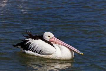 Australian Pelican 