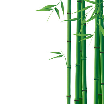 bamboo background © Marina Gorskaya