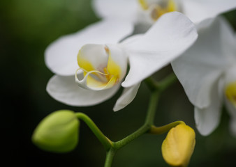 Orchids close up / soft ethereal feel