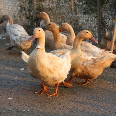 Brown duck