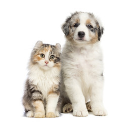 Fototapeta premium Kitten and puppy sitting, isolated on white