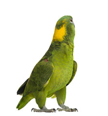 Yellow-naped parrot looking back (6 years old)
