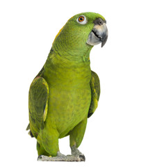 Yellow-naped parrot (6 years old), isolated on white © Eric Isselée