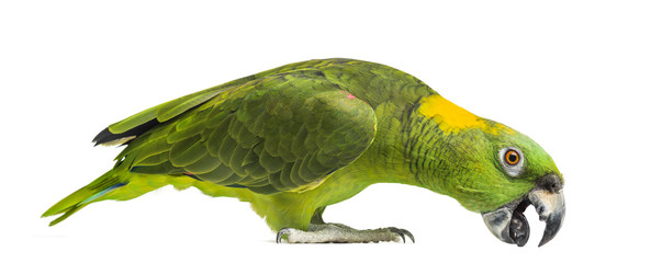 Yellow-naped parrot pecking (6 years old), isolated on white