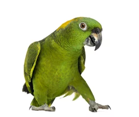 Foto auf Acrylglas Yellow-naped parrot (6 years old), isolated on white © Eric Isselée