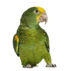 Obraz premium Yellow-headed Amazon (6 months old), isolated on white