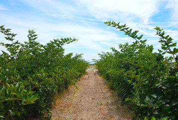 Naklejka premium Blackberry plant.