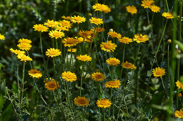 Obraz premium Anihemis tinctoria. Chamomile flowers.