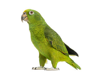 Panama Yellow-headed Amazon (5 months old) isolated on white