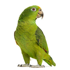 Panama Yellow-headed Amazon (5 months old) isolated on white © Eric Isselée