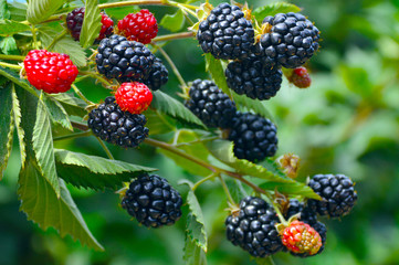 Blackberry plant.