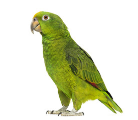 Panama Yellow-headed Amazon (5 months old) isolated on white