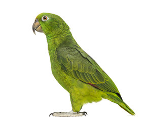 Panama Yellow-headed Amazon (5 months old) isolated on white