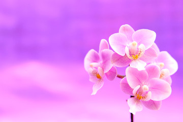 Orchideenzweig