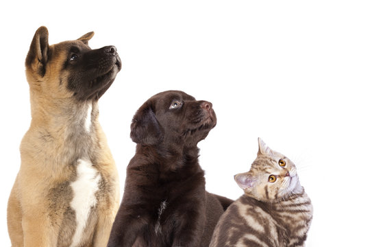 Fototapeta Cat and dog, group of dogs and kitten  looking up