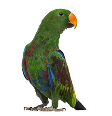Male Hybrid Eclectus parrot (7 months old) isolated on white